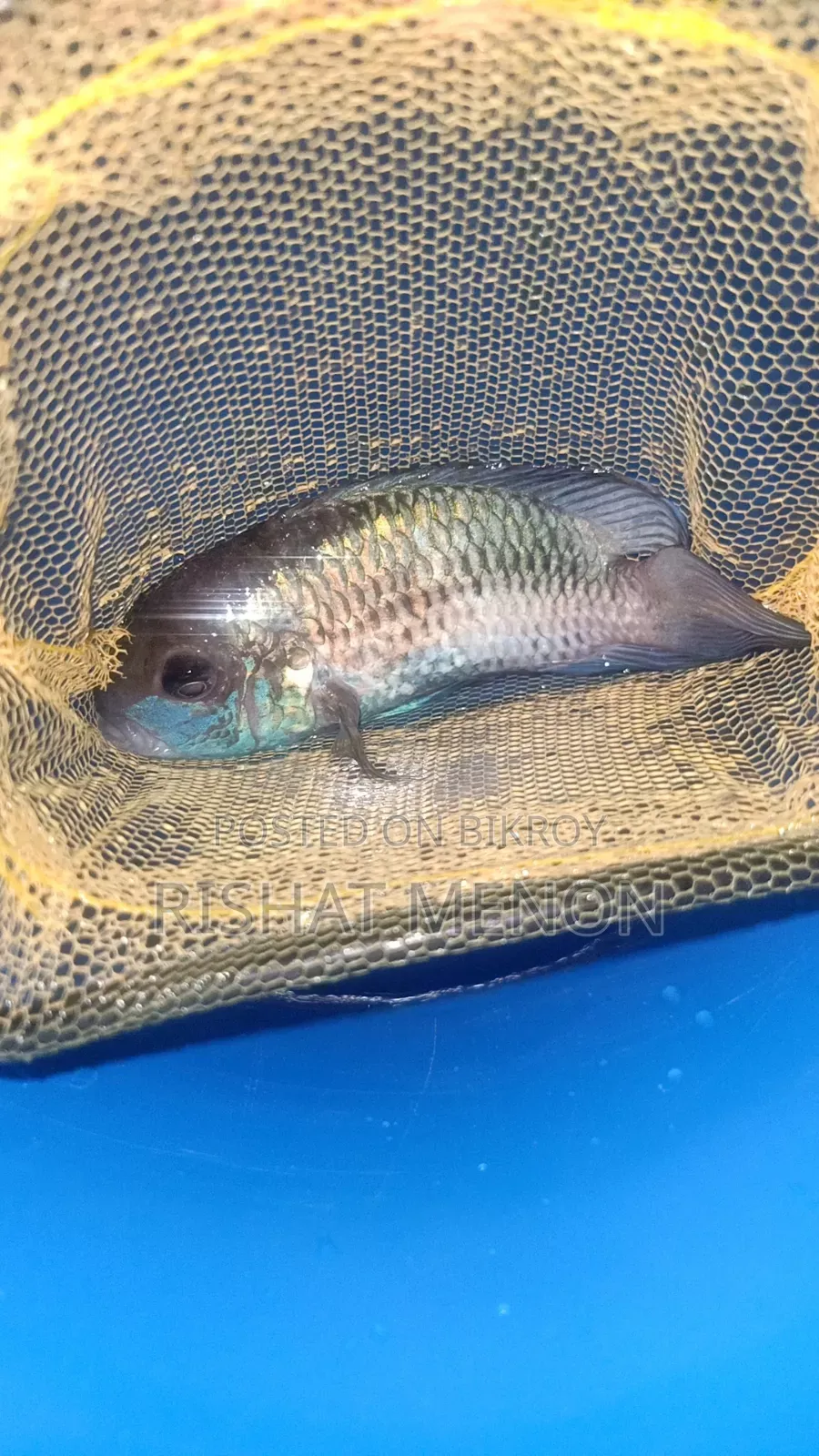 Electric Blue Acara
