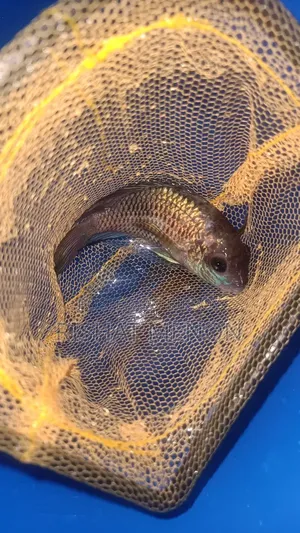 Electric Blue Acara