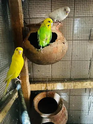 Classic & Lutino Budgerigar Sale