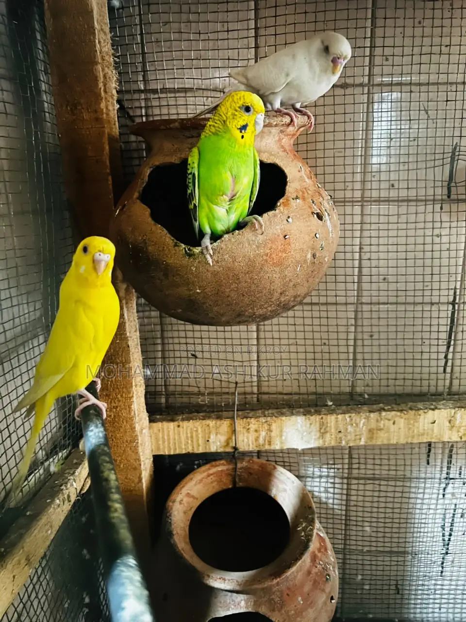 Classic & Lutino Budgerigar Sale