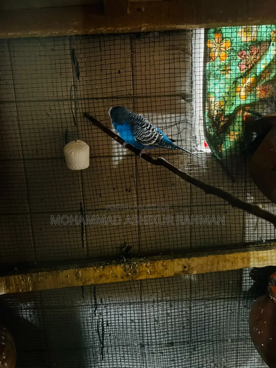 Classic & Lutino Budgerigar Sale