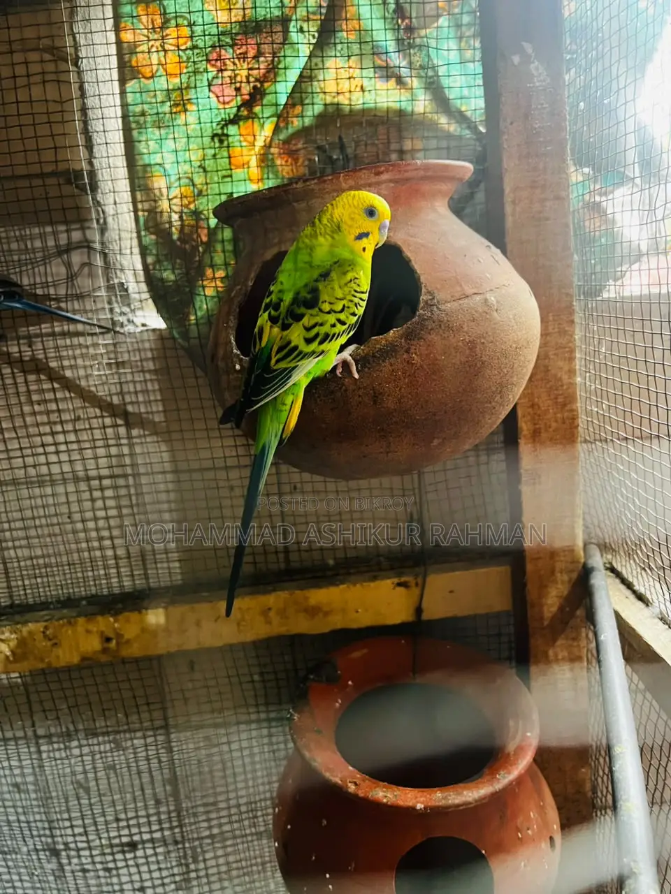 Classic & Lutino Budgerigar Sale