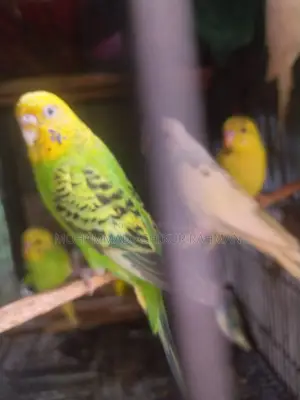 Classic & Lutino Budgerigar Sale