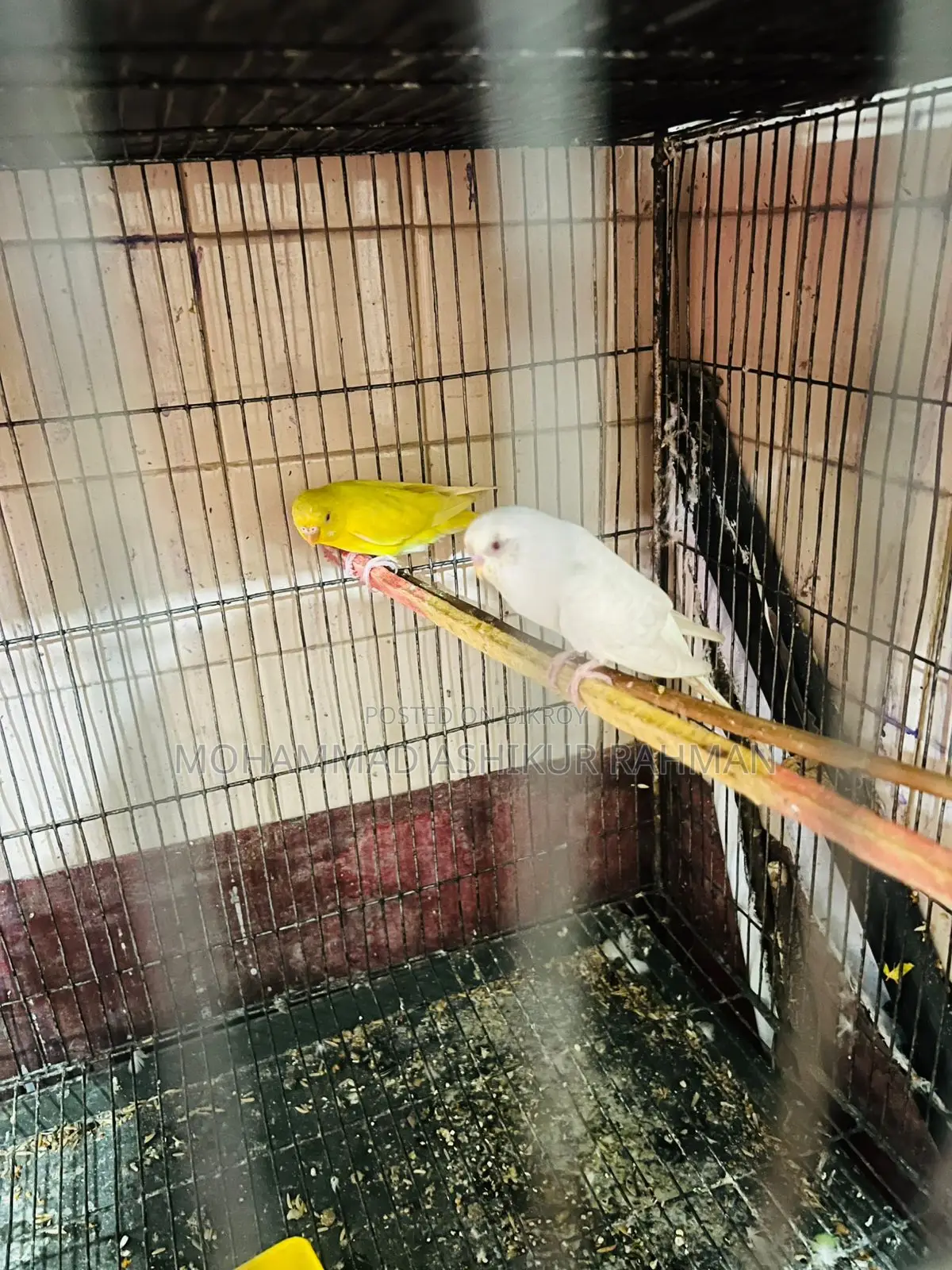 Classic & Lutino Budgerigar Sale