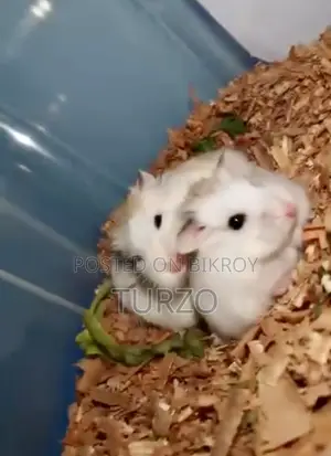 Roborovski Hamster
