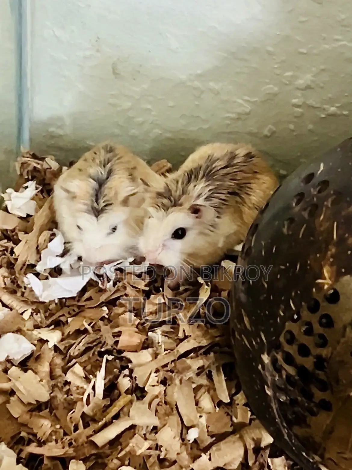 Roborovski Hamster