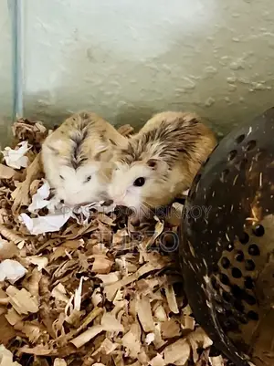Roborovski Hamster
