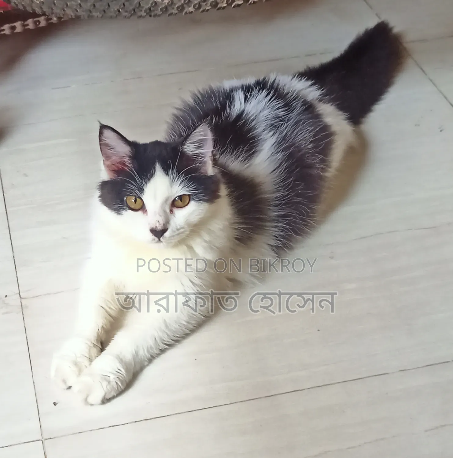 ৩-৬ মাসের মহিলা মিক্সড ব্রিড পার্সিয়ান