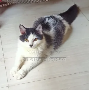 3-6 months Female Mixed Breed Persian