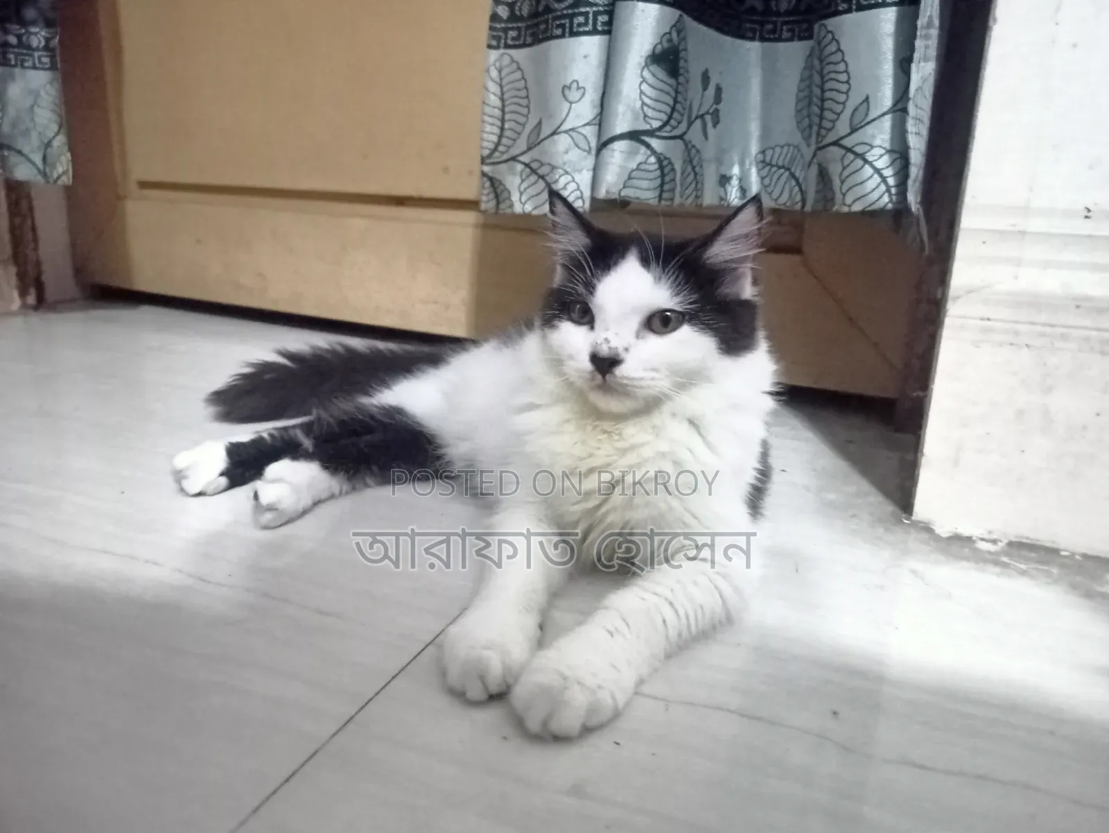 ৩-৬ মাসের মহিলা মিক্সড ব্রিড পার্সিয়ান