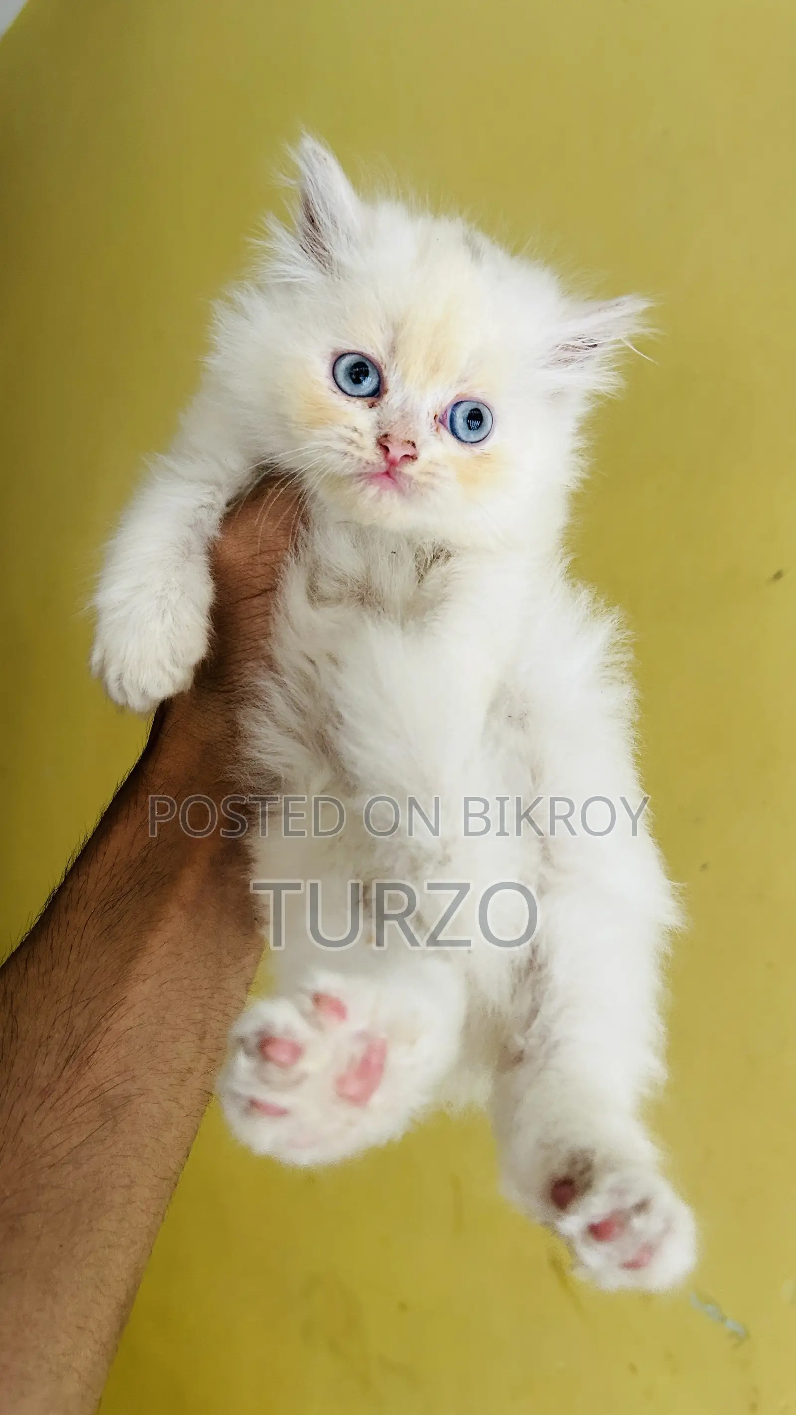 1-3 months Female Purebred Persian