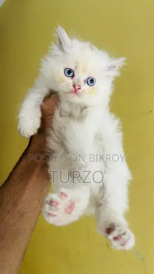 1-3 months Female Purebred Persian