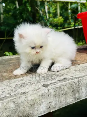 1-3 months Female Purebred Persian