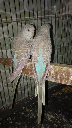সেমি এডাল্ট বাংলিশ
