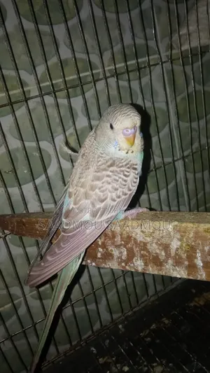 সেমি এডাল্ট বাংলিশ