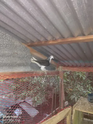 Shirazi Female Pigeon