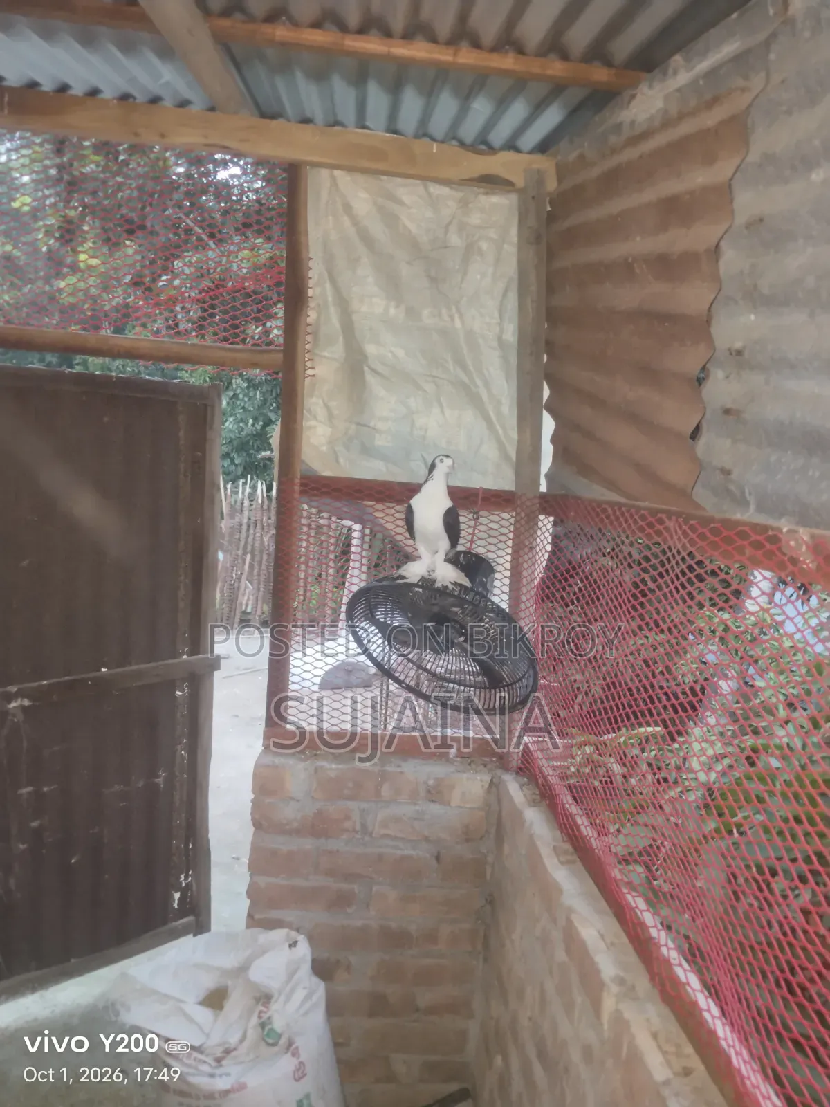 Shirazi Female Pigeon