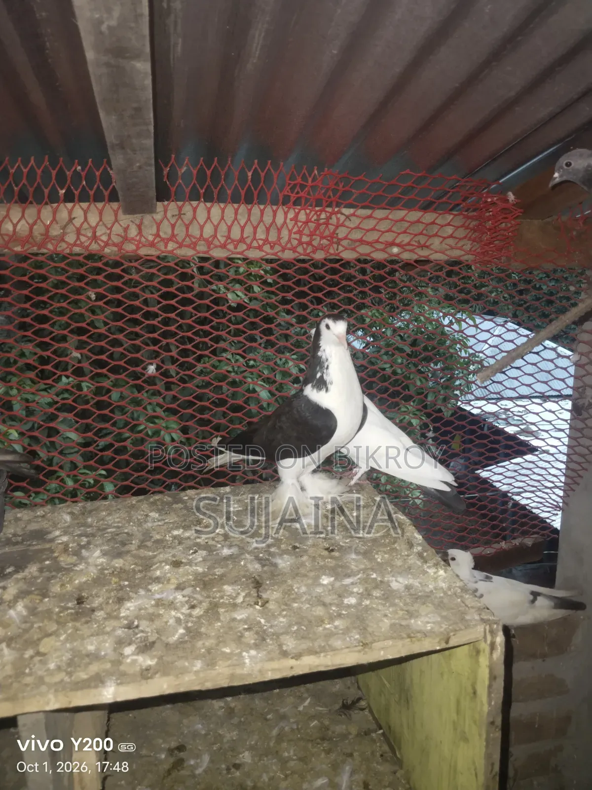 Shirazi Female Pigeon