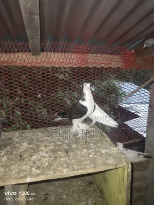 Shirazi Female Pigeon