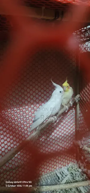 কোকাটেল পাখি করা হবে