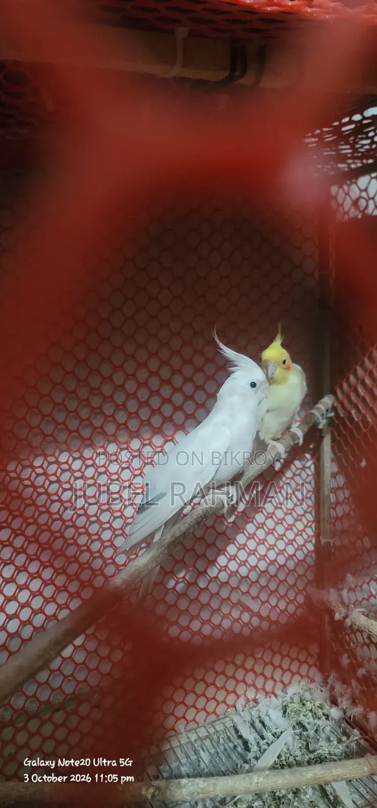 কোকাটেল পাখি করা হবে