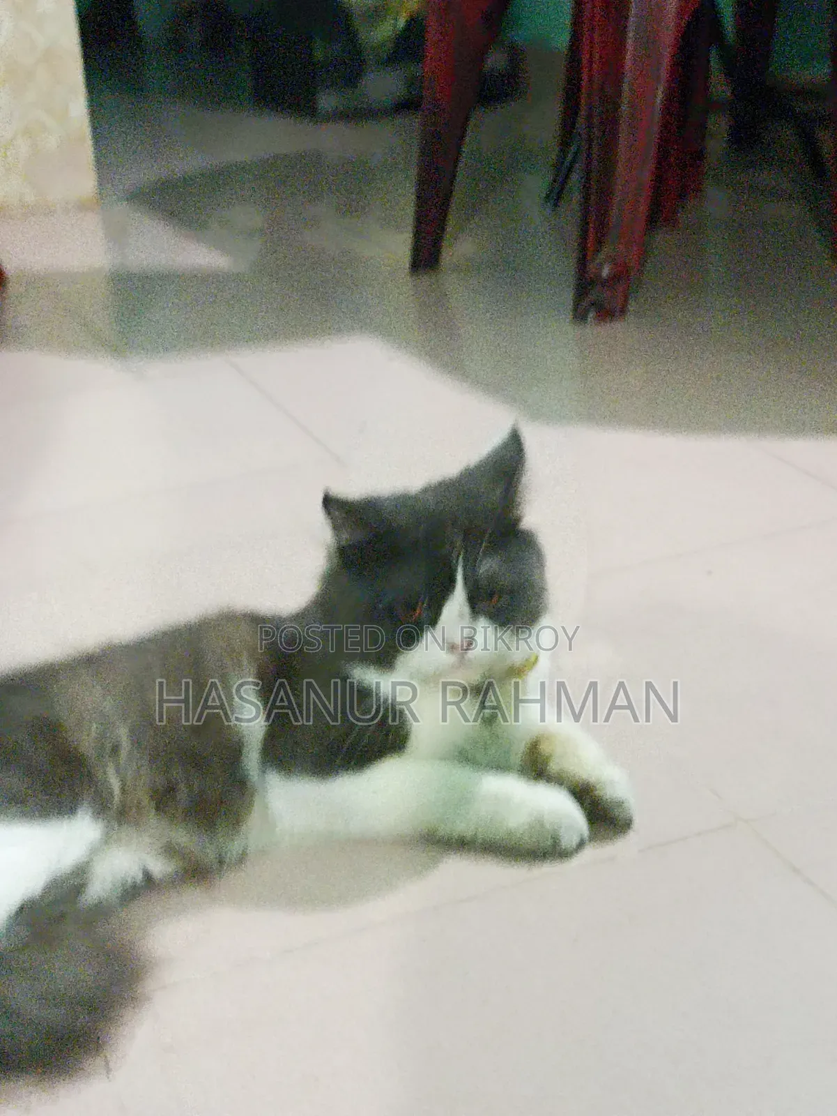 ৩-৬ মাসের নর খাঁটি পার্সিয়ান