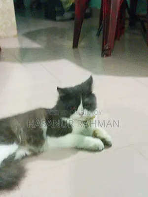 ৩-৬ মাসের নর খাঁটি পার্সিয়ান
