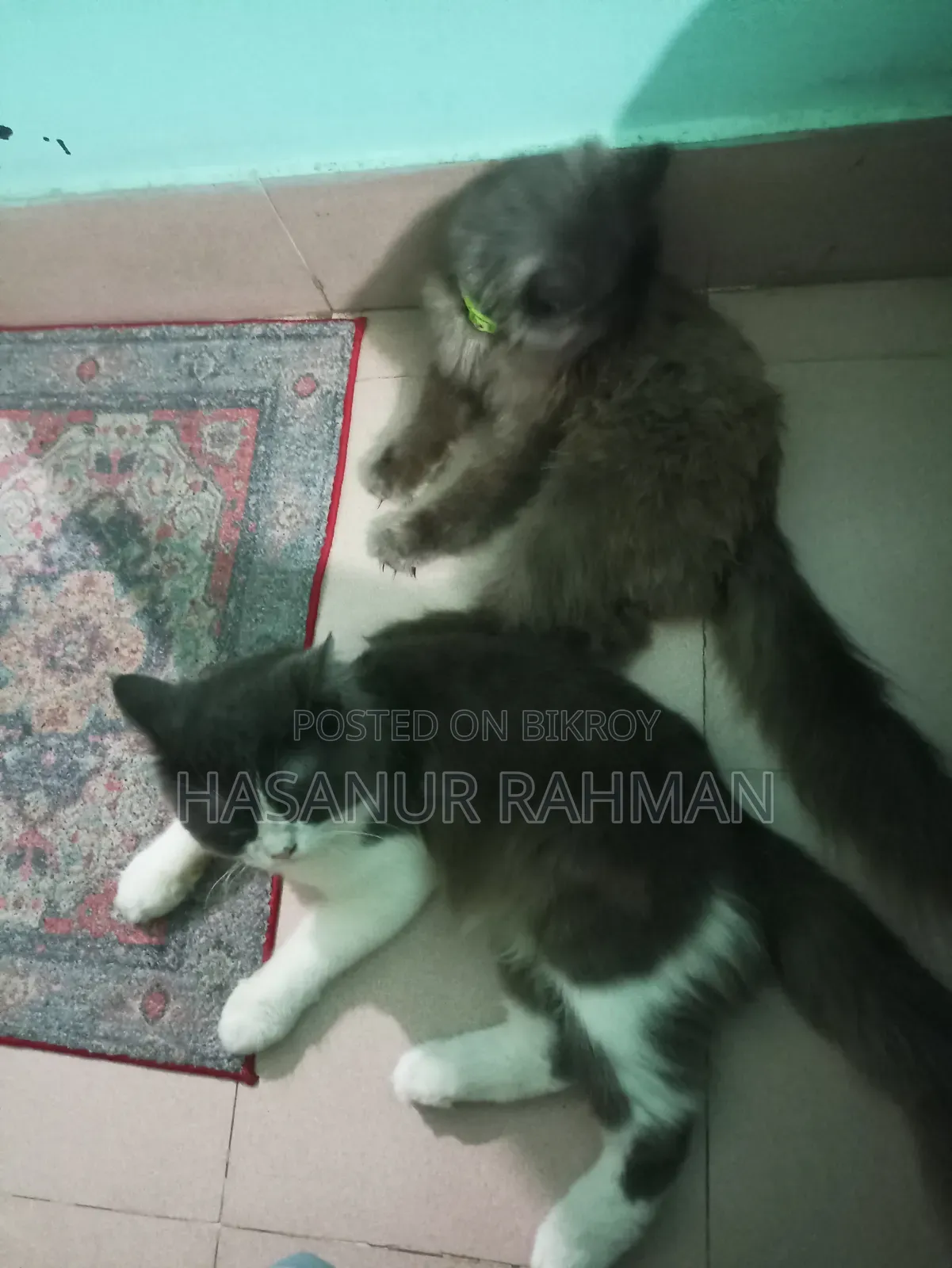 ৩-৬ মাসের নর খাঁটি পার্সিয়ান