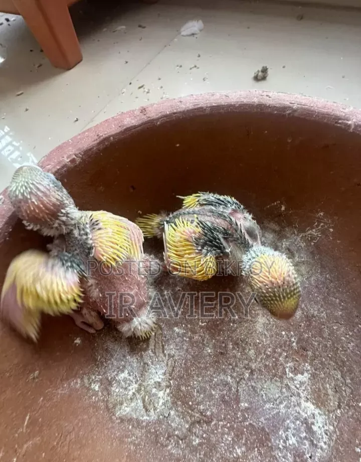 Budgerigar Tame Size Baby