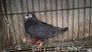 Black Racer Madi Pigeon