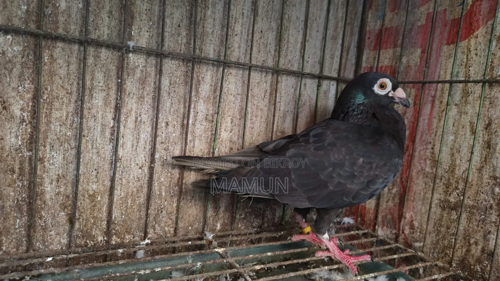 Black Racer Madi Pigeon