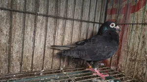 Black Racer Madi Pigeon