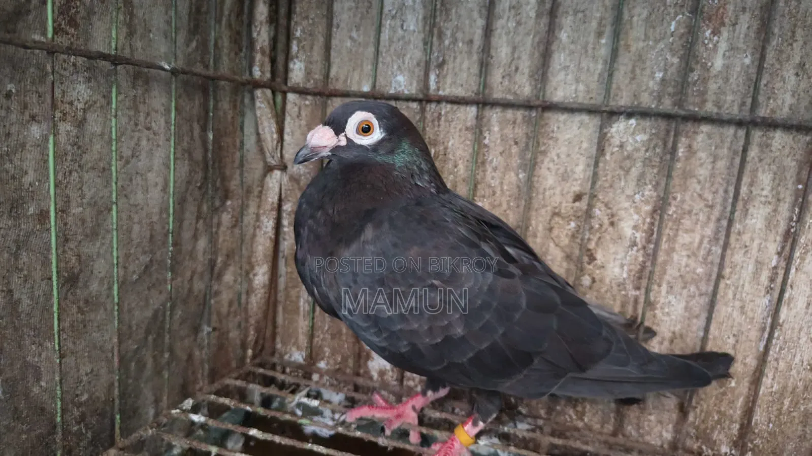 Black Racer Madi Pigeon