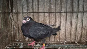 Black Racer Madi Pigeon