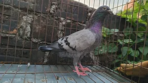 Sobji Nor Kobutor