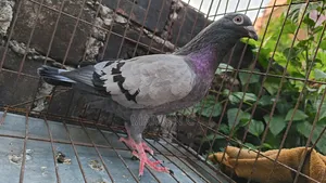 Sobji Nor Kobutor