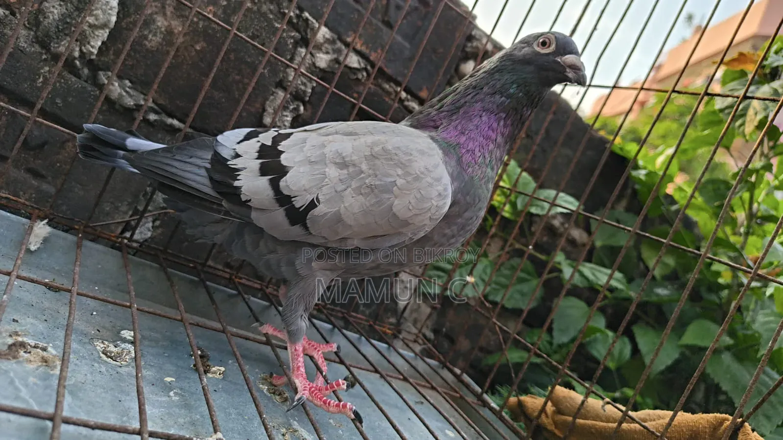 Sobji Nor Kobutor