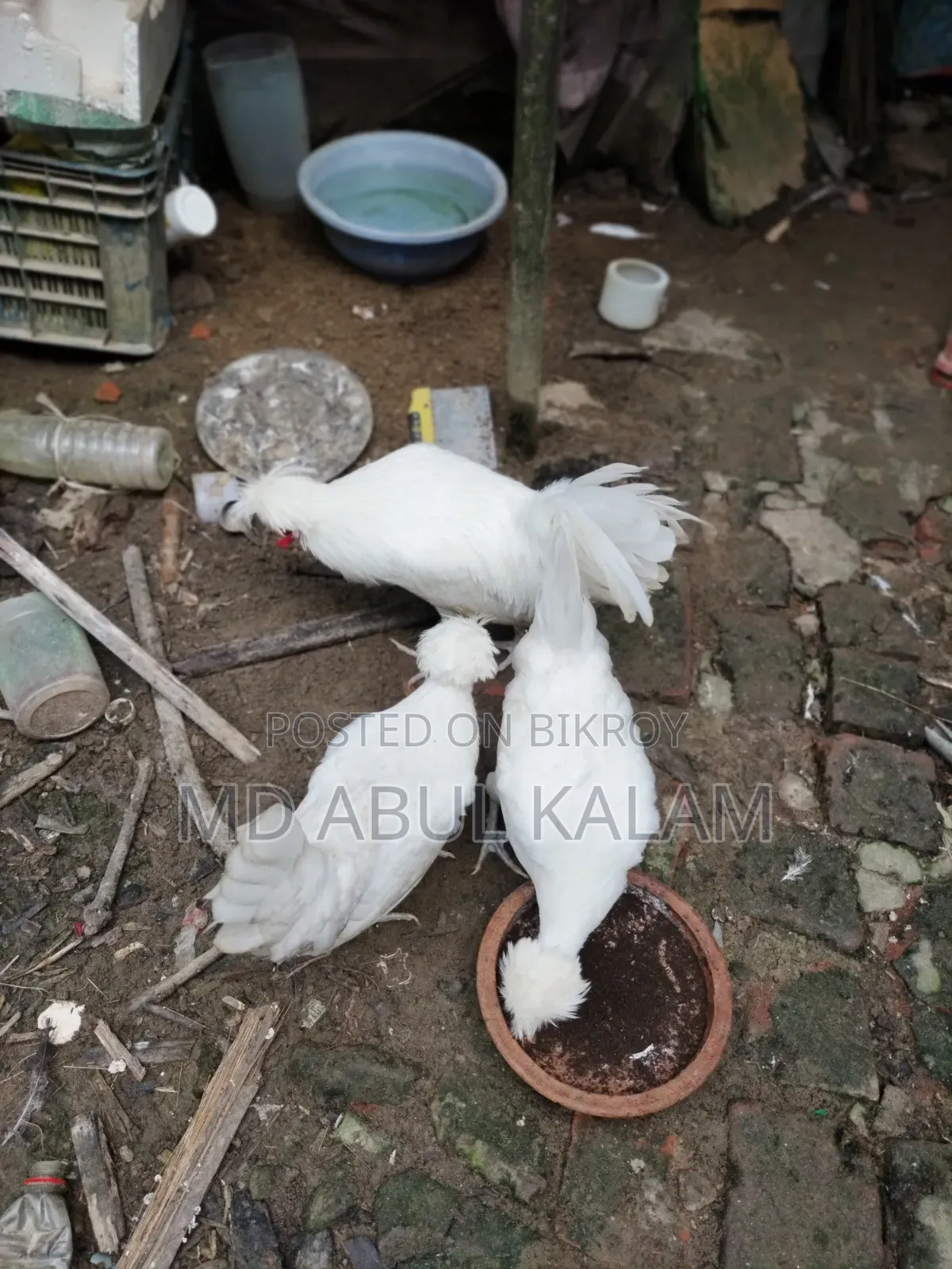 পলিশ ক্যাপ