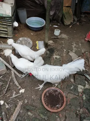 পলিশ ক্যাপ