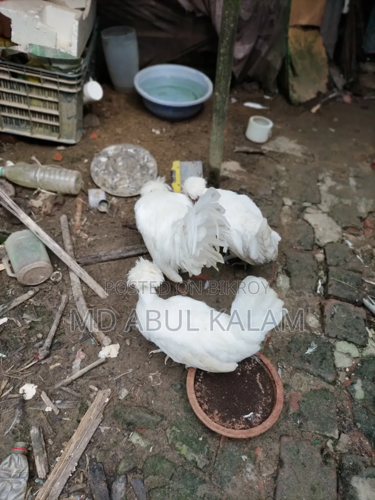 পলিশ ক্যাপ