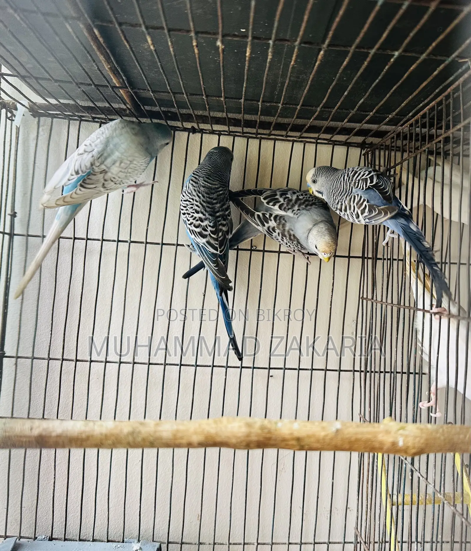 বাজরিগার পাখি বিক্রি হবে