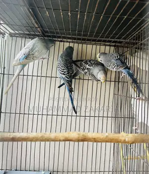 বাজরিগার পাখি বিক্রি হবে