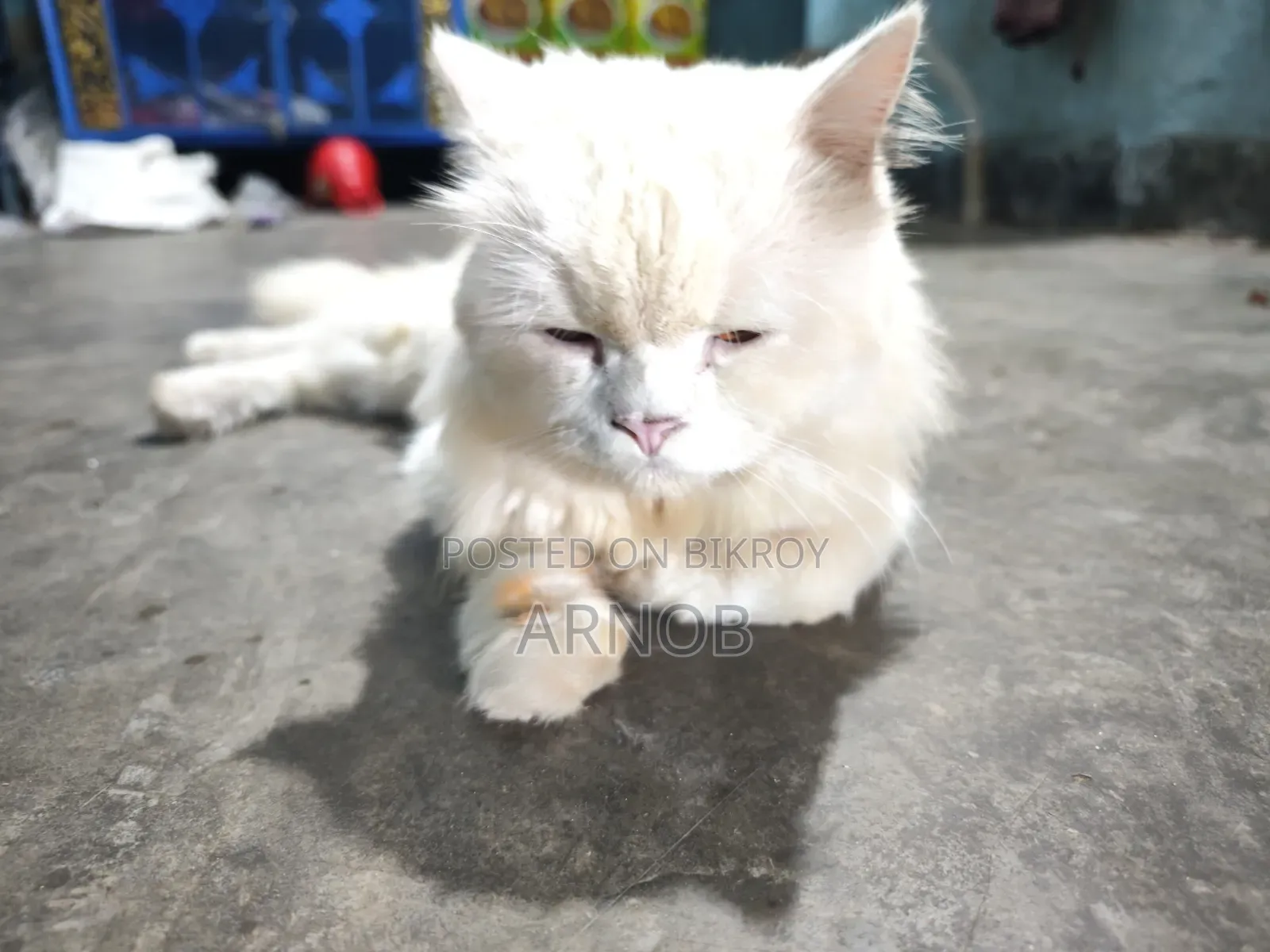 1+ year Male Purebred Persian