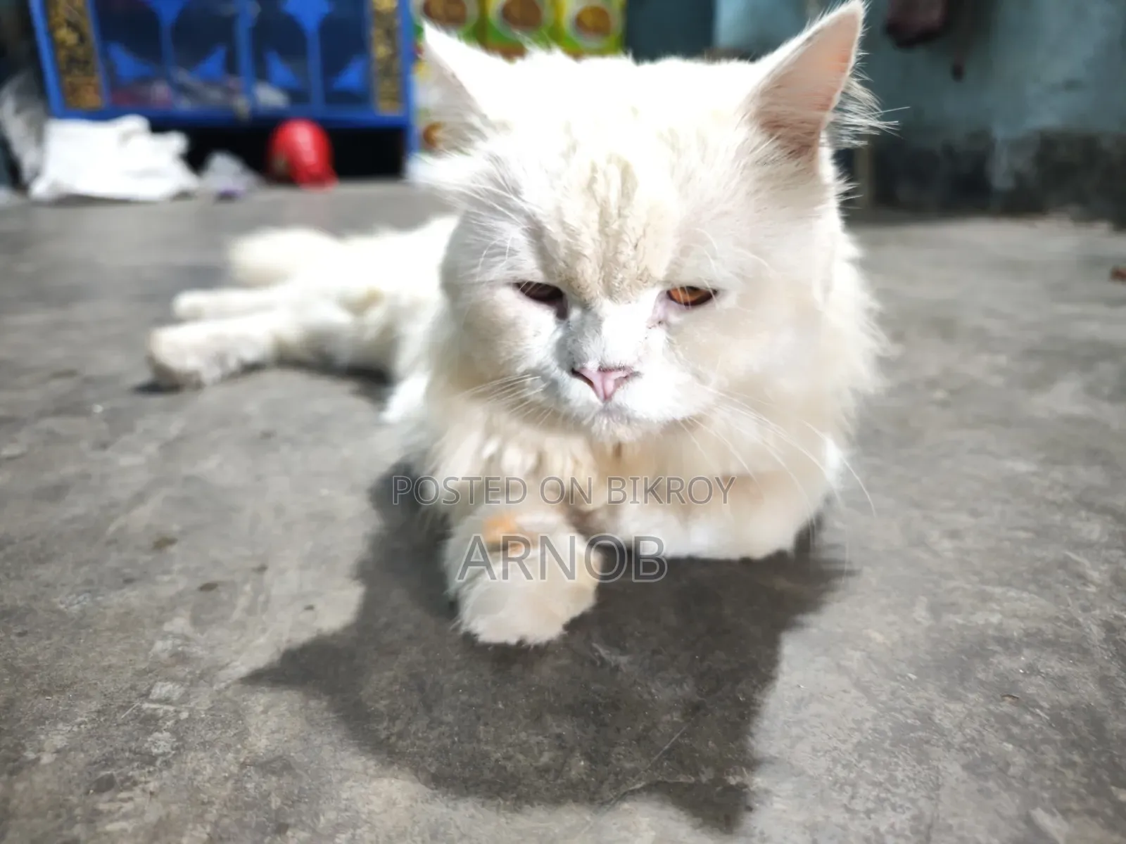 1+ year Male Purebred Persian