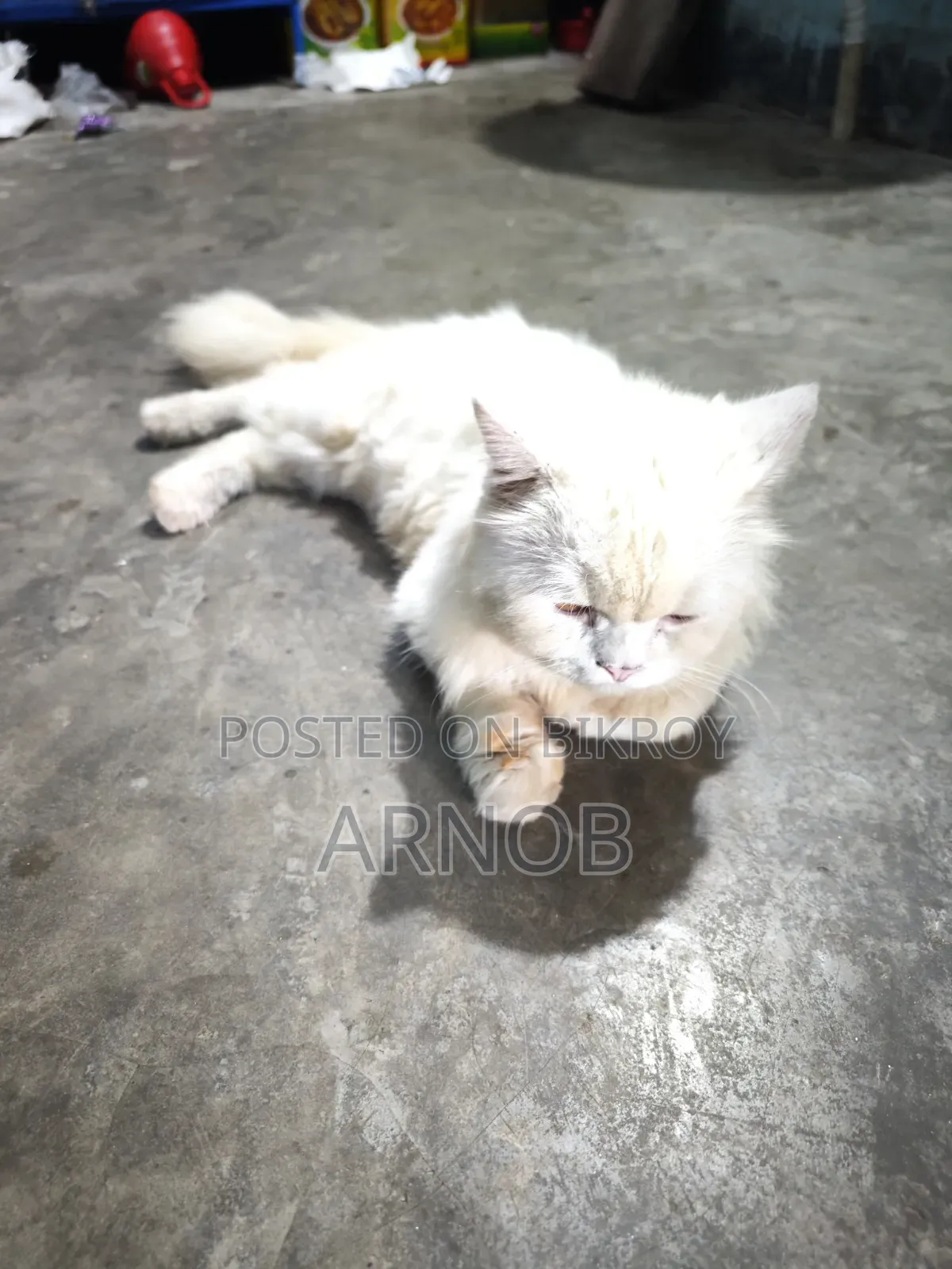 1+ year Male Purebred Persian