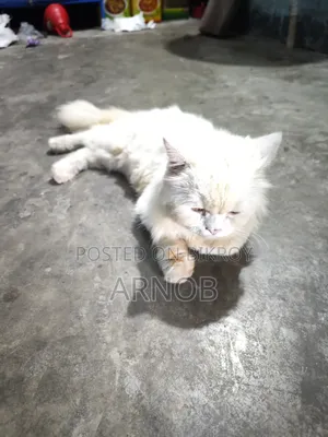 1+ year Male Purebred Persian