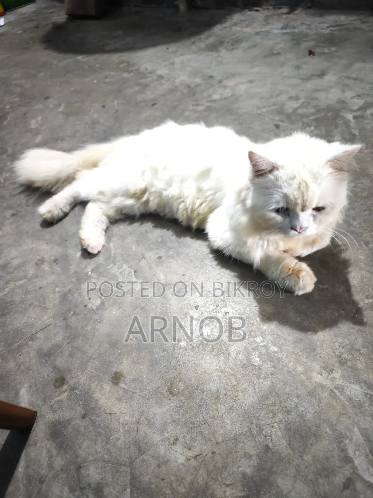 1+ year Male Purebred Persian