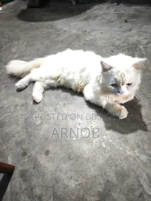1+ year Male Purebred Persian