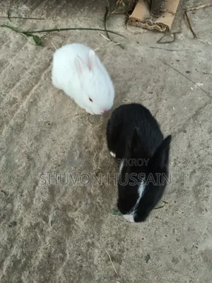 Baby Rabbits
