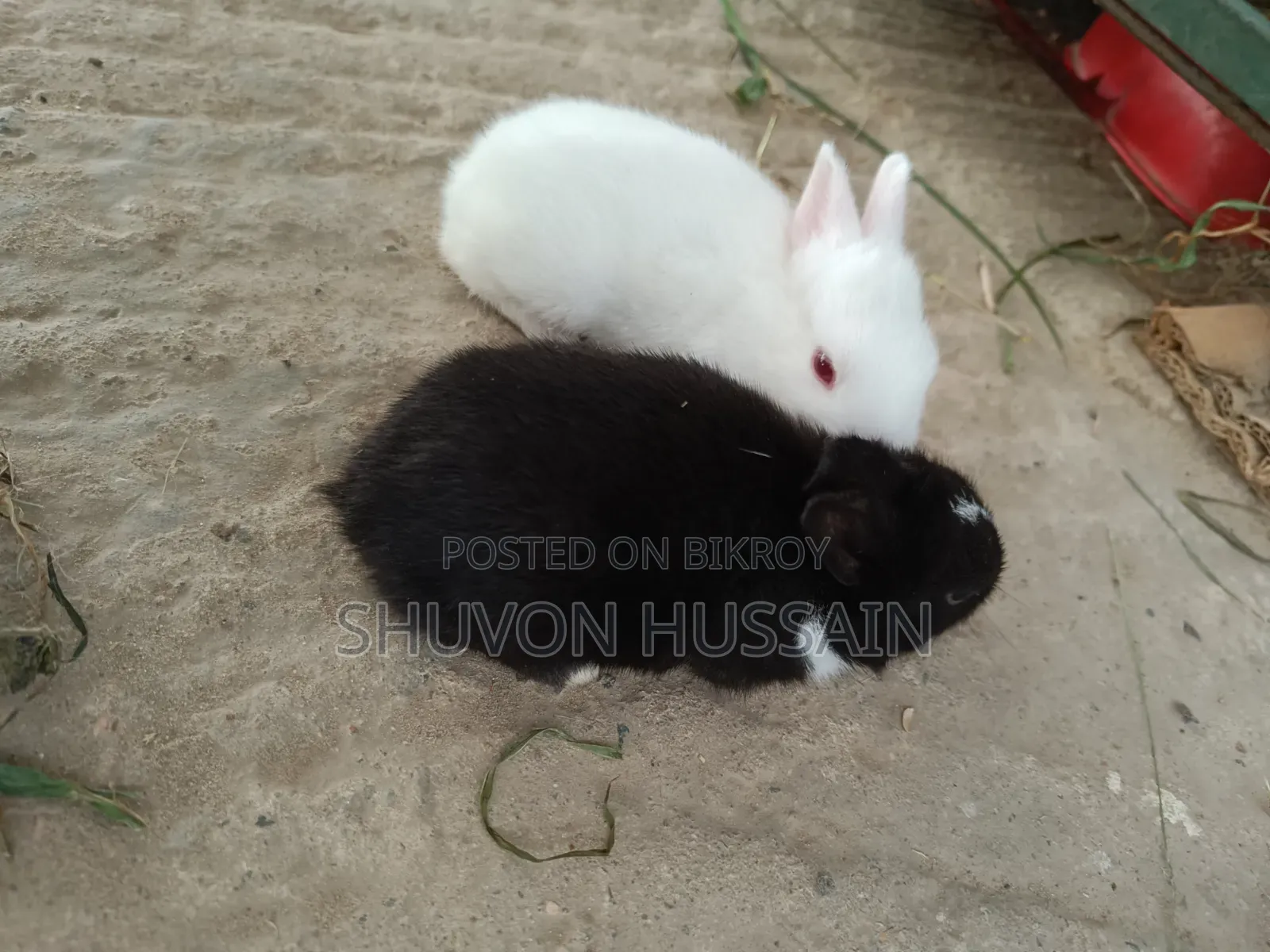 Baby Rabbits